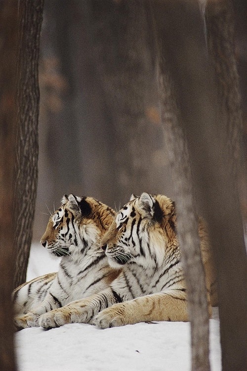 Tigers, animals