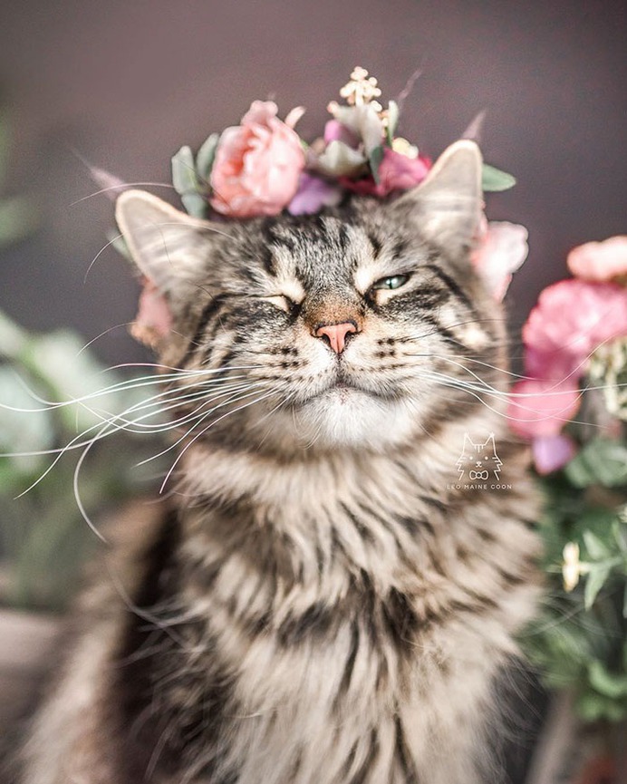 Cute Flower Crowns For Animals 2 This Artist Is Making Flower Crowns For Animals And They Look Majestic
