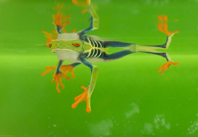 Macro Photos of Frogs by Nicolas Reusens