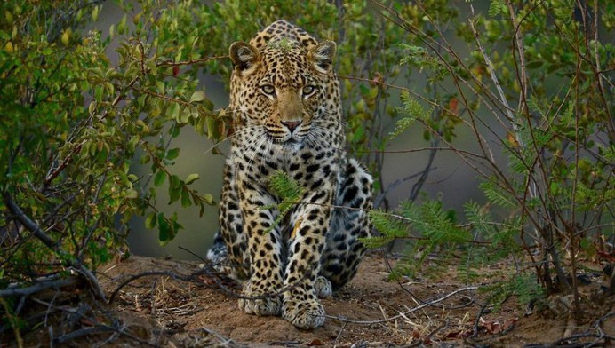 Astonishing Wild Animals Photography in Africa by Steven Dover