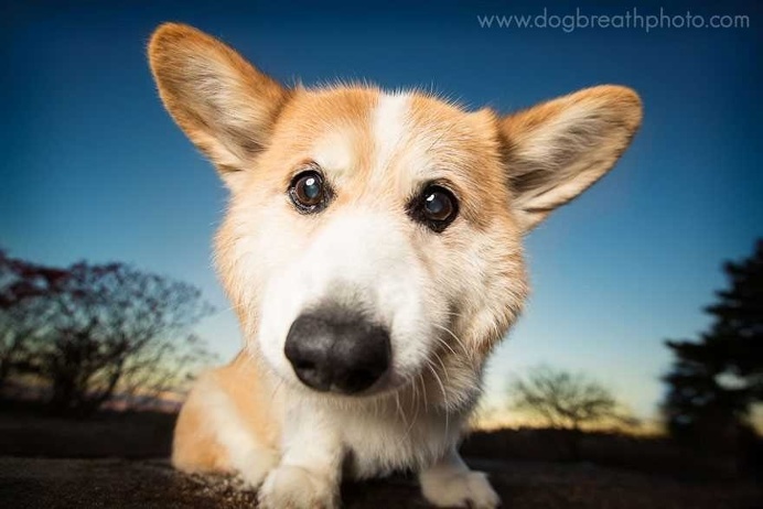 Expressive And Whimsical Portraits of Dogs by Kaylee Greer