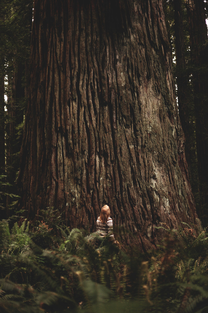 up #gigantic #tree #redwood #small #big #looking #wood #nature #up #massive #bark #huge #forest #feel