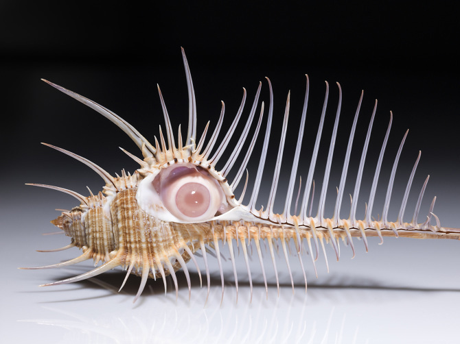 Marco Illuminati #photopgraphy #art #still-life #animals #bones #eye #shell