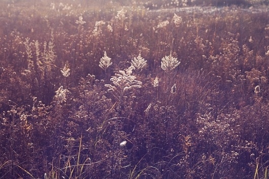 Paul Octavious - Montrose Harbor #photography #octavious #paul