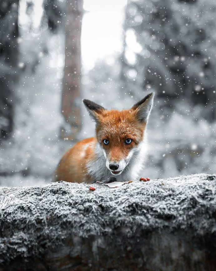 Wildlife Finland: Dreamlike Animal Portraits by Joachim Munter