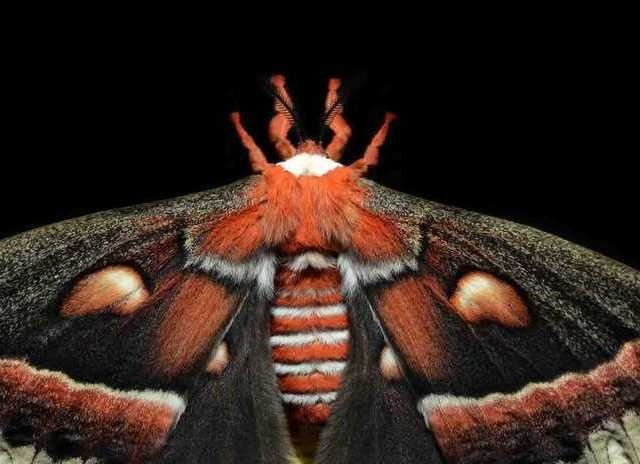 Nocturnal Animals by Traer Scott #inspiration #photography #animal