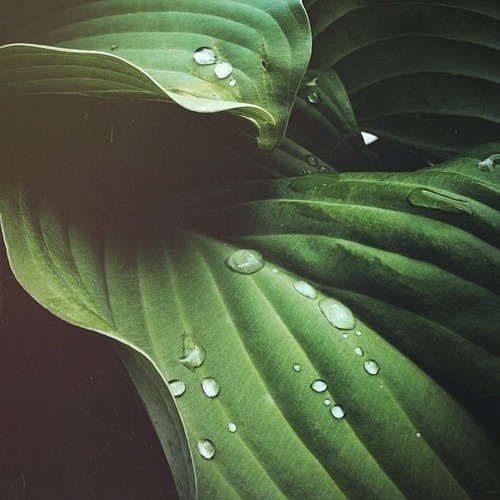Tumblr #raindrops #plant #leaf