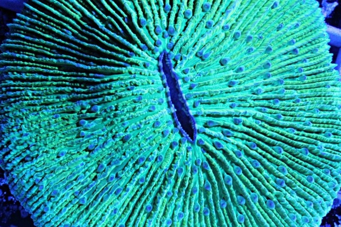 Macro Timelapse Revealing the Gorgeous Colors of Coral