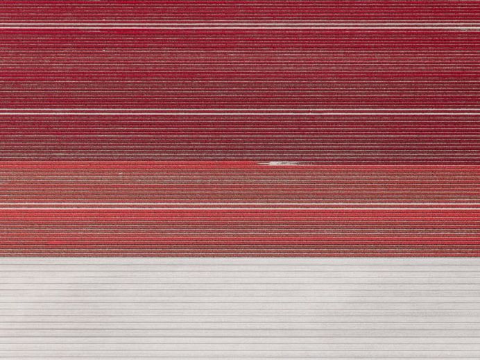 The Tulip Series: The Netherlands From Above by Tom Hegen
