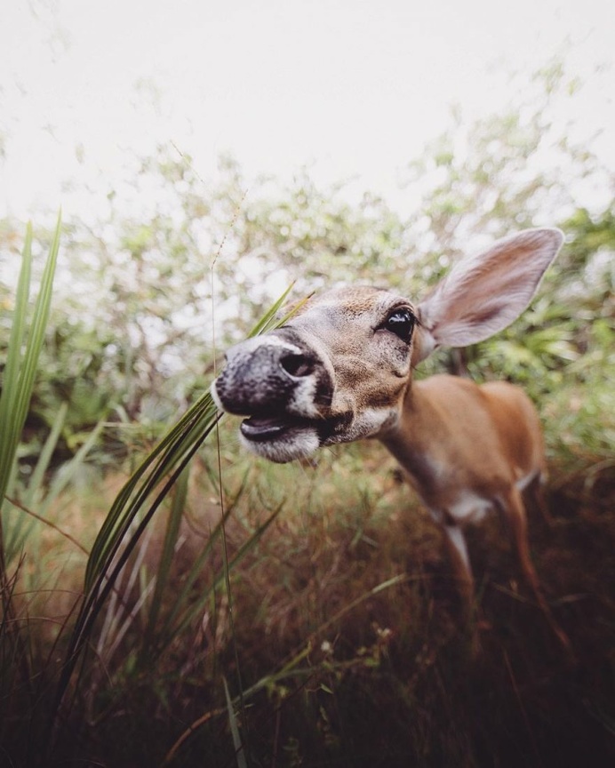 Animal Rights Photography: Sammantha Fisher Captures Amazing Animal Portraits