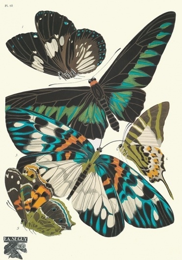 weetstraw.com - Insect Collages #insects