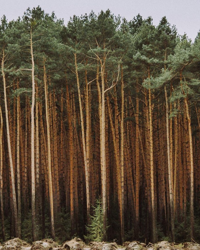Breathtaking Forest Photography by Jakub Wencek