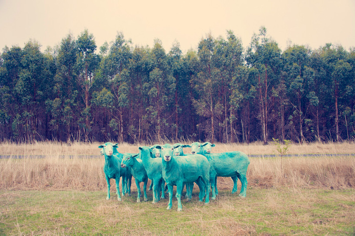 gray malin the dream series rainbow sheep #sheep