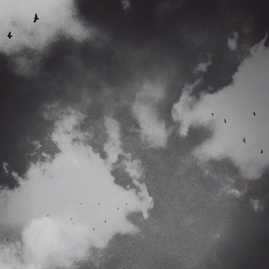 B3PO | Untitled #b3po #blackwhite #instagram #birds #photography #nature #landscapes