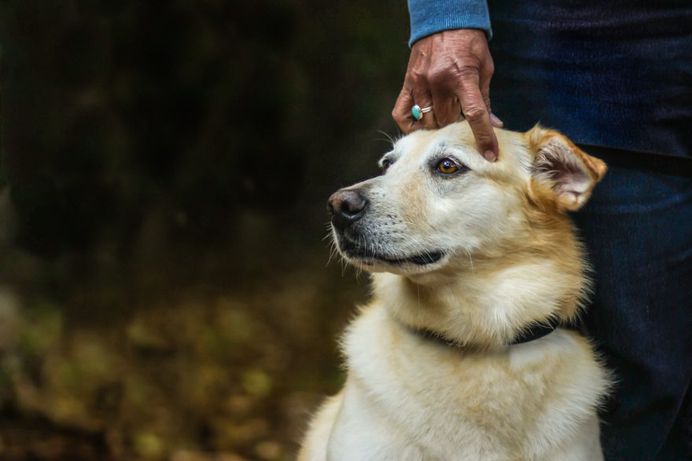 Stunning Winners of the 2018 Dog Photographer of the Year Contest