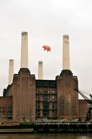 FFFFOUND! | Pink Floyd (10) #fotography #pink #pig #animals #floyd