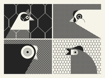#illustration #chicken