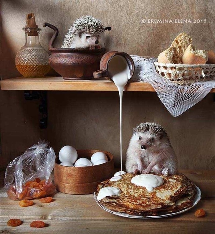 Elena Eremina Captures The Secret Life Of Hamsters