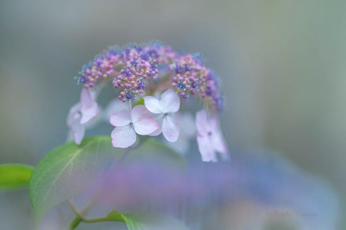 Candy Coloured Flowers Photography by Miyako Koumura