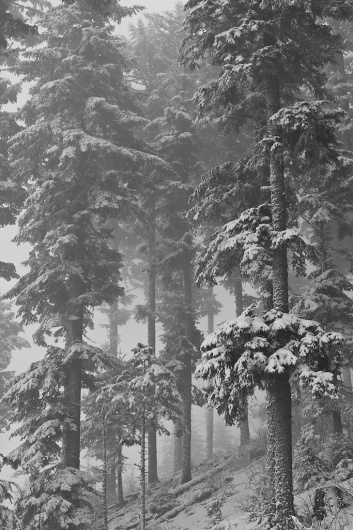 Fotostrecke 2012/02 » Fotografie » Ausstellung » Forum » Supertopic #photography #snow #tree #nature