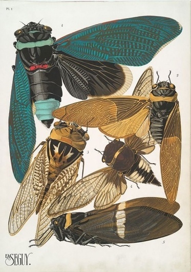 weetstraw.com - Insect Collages #insects