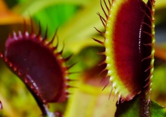 Macro Photos of Carnivora Gardinum Plant by Chris Field #MacroNature