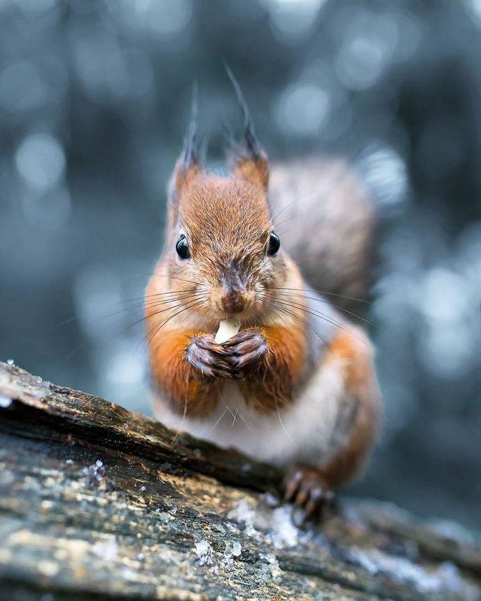 Wildlife Finland: Dreamlike Animal Portraits by Joachim Munter