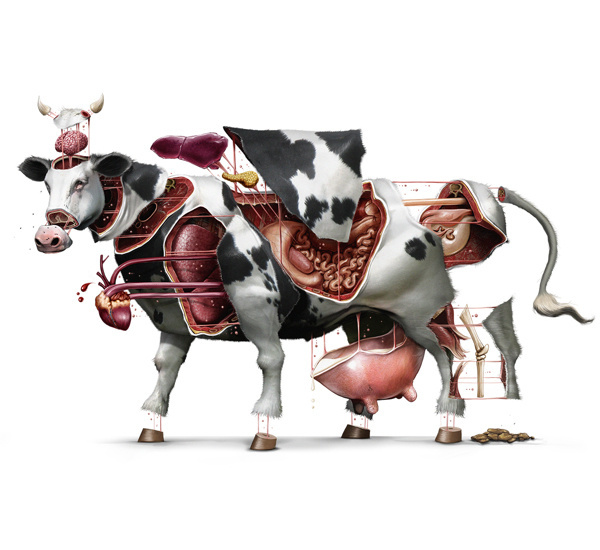 100% BOVINO on Behance #cow