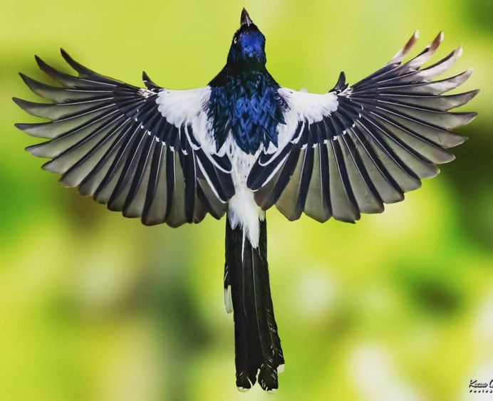 #instabird: Brilliant Bird Photography by Kacau Oliveira