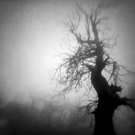 Guard Of The Dream Forest, photography by Vangelis Bagiatis #lensbaby