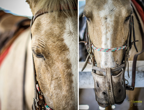 Lovehorses_2 #horses #white #black #colored #photography #animal