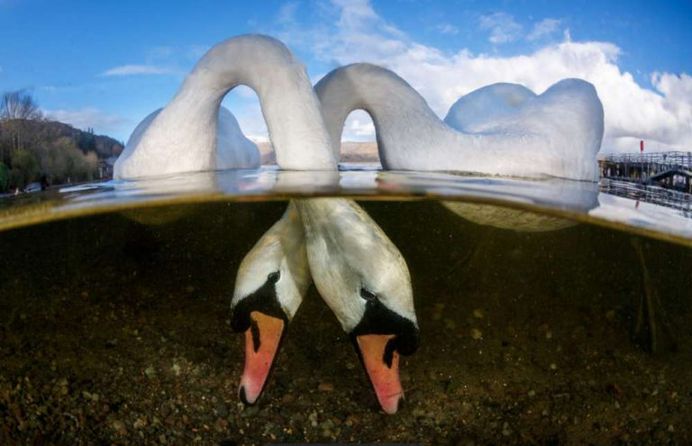 Love Birds by Grant Thomas