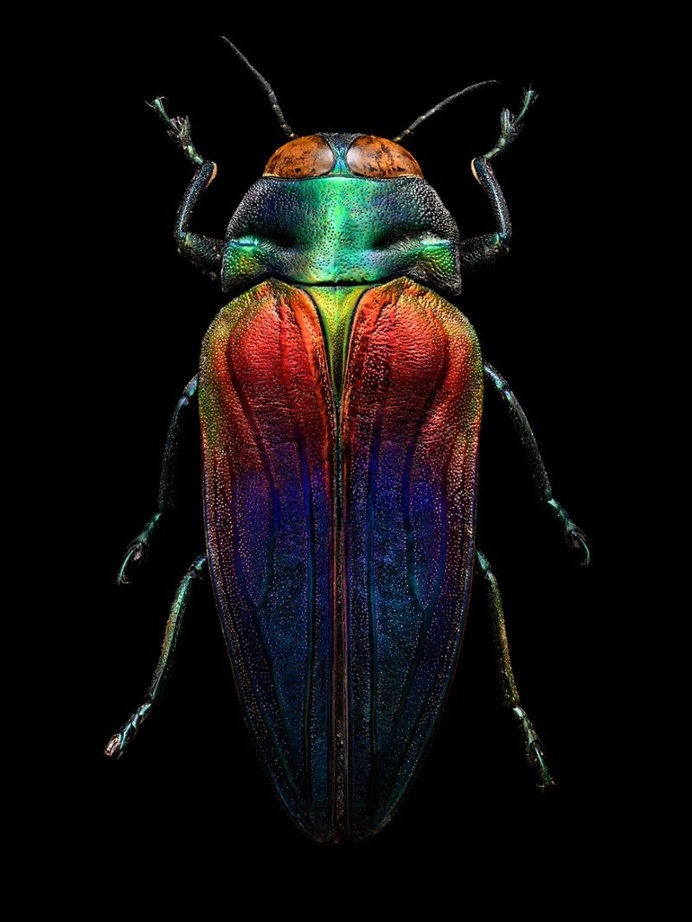 Microsculpture: Insect Portraits Under The Microscope by Levon Biss