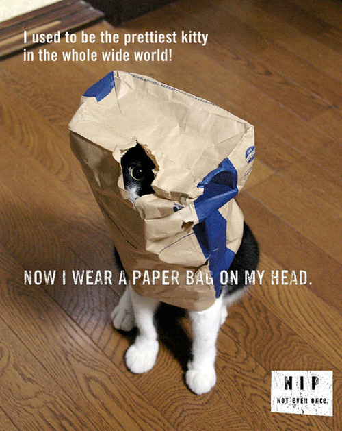Ideas #ads #even #once #ideas #not #cats #nip
