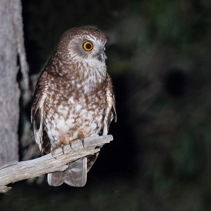 Birds of Australia: Beautiful Birds Photography by Barry Baker