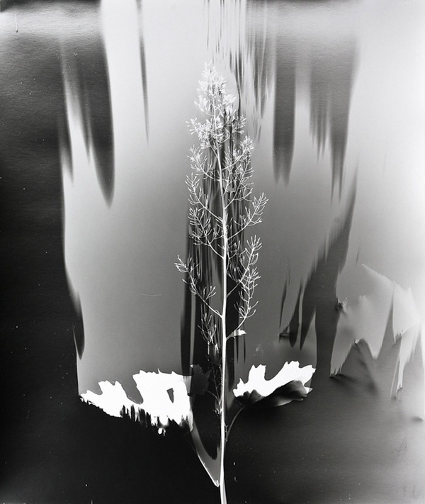 Klea McKenna, Grassland Photograms #photography
