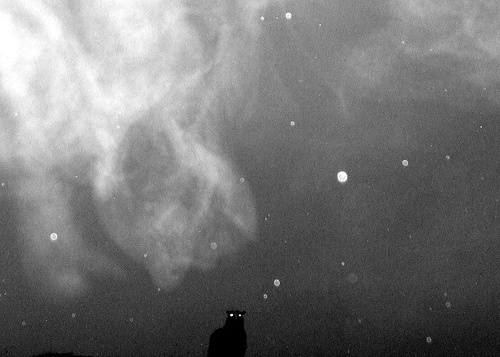Planetary Folklore #sheep #smoke