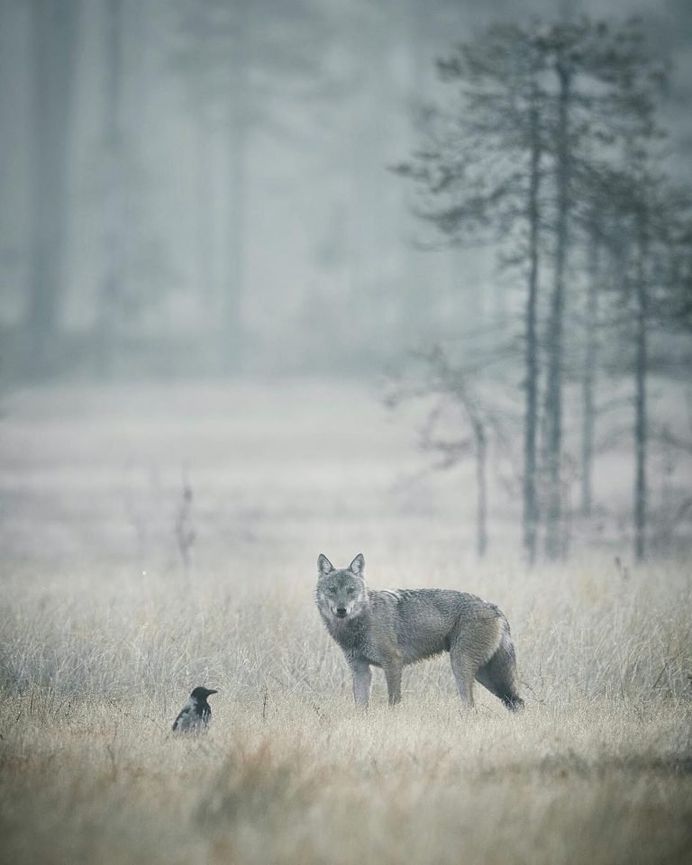 #wildernessculture: Nature and Outdoor Photography by Stian Norum Herlofsen