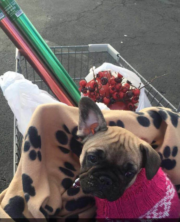Most Dog Friendly Stores in America - Hobby Lobby