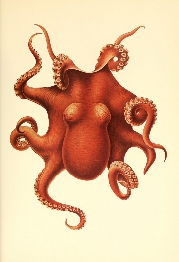 Illustrations of cephalopods | The Green Box #illustration #octopus #cephalopod