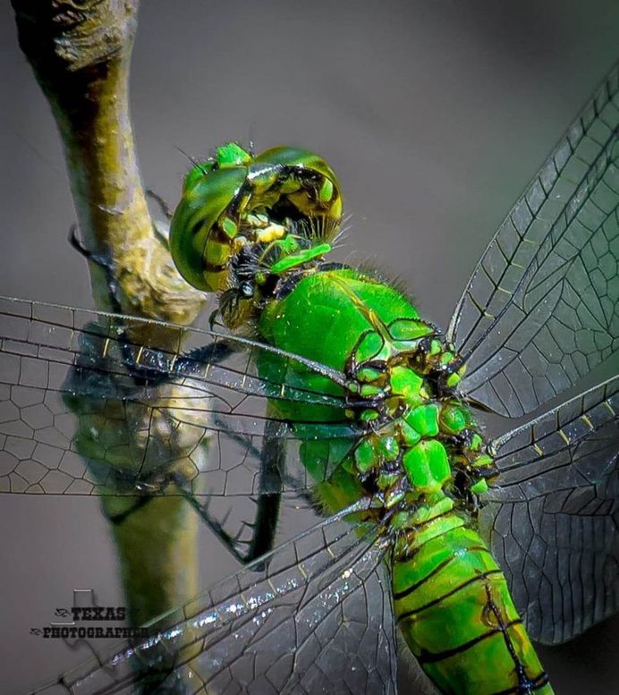 #macro_vision: Macro Insect Photography by Norman Rowsey