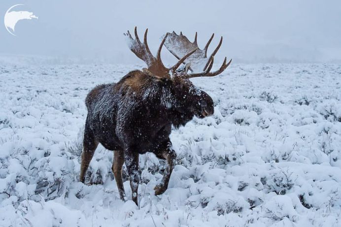 Spectacular Wild Animals Photography by Thomas D Mangelsen