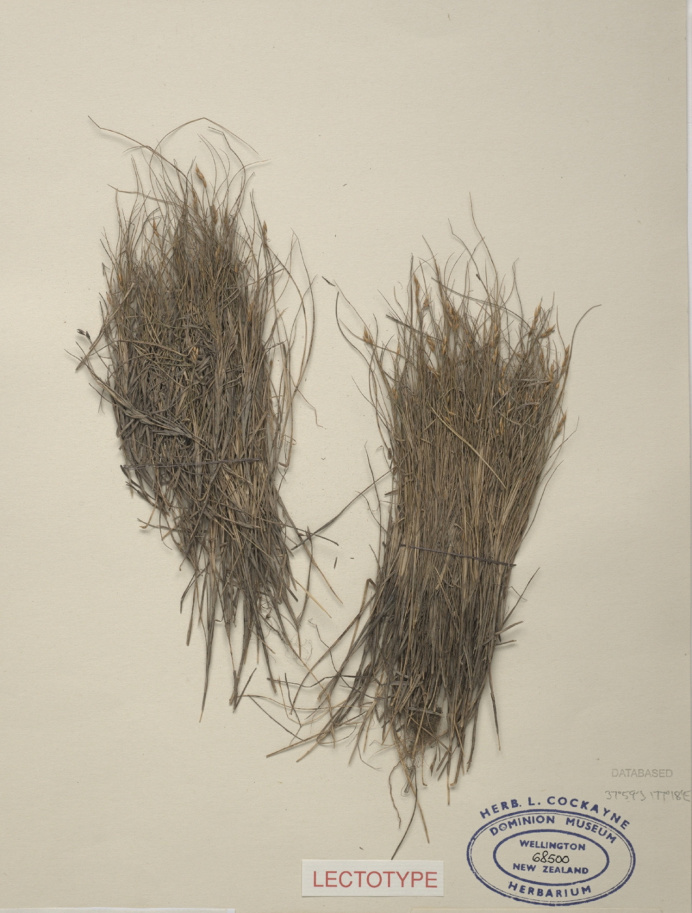 gilgai: "Doab grass, Zoysia pauciflora Mez, collected Dec 1903, Opotiki, New Zealand. Te Papa (SP068500) "