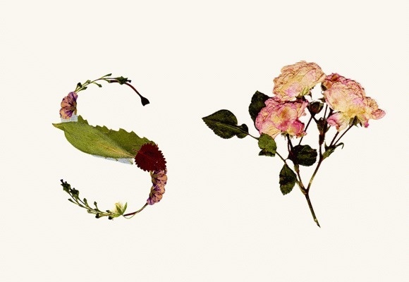 Herbario. Tipografía experimental : Haizea Nájera : Portfolios : Domestika #collage #experimental #typography