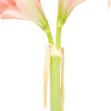MA32 #flower #photography