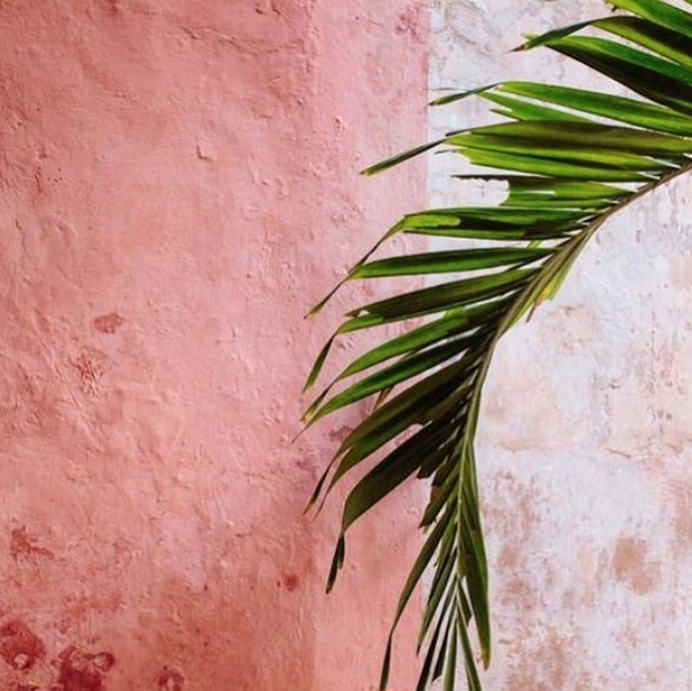 #pink #plant #art #photography