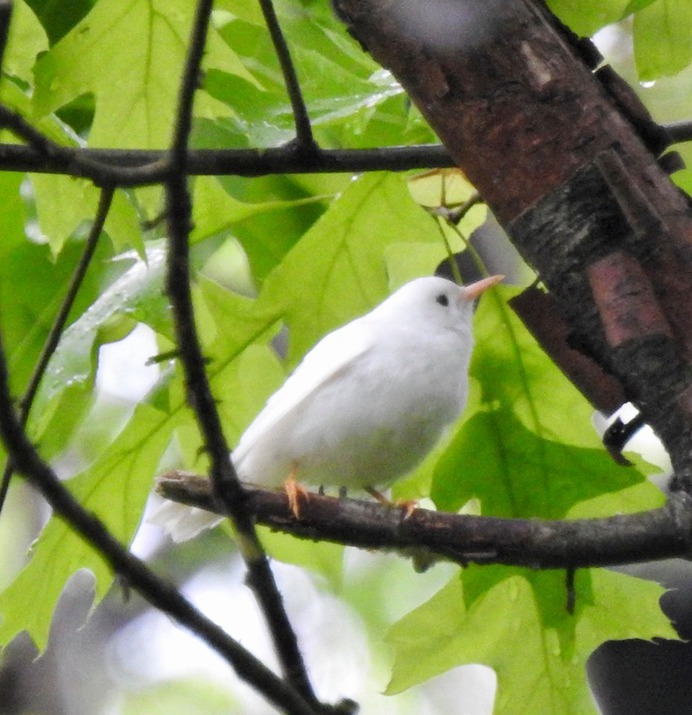 Albino Black and White Warbler
