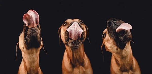 Cute and Funny Dog Poses by Elke Vogelsang #dogs #Animals #photography #cute