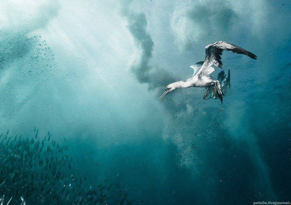 Underwater Photography by Alexander Safonov #inspiration #photography #underwater