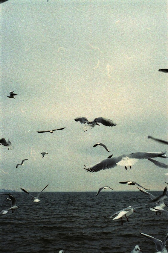 birds